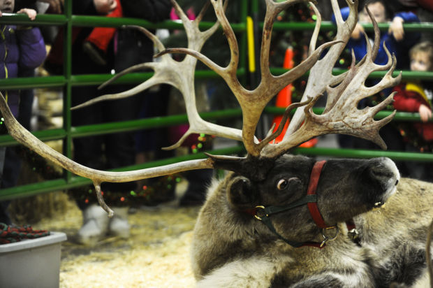 Reindeer at Murdoch's